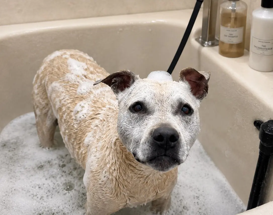 A short-coated dog standing happily in a tub full of suds.