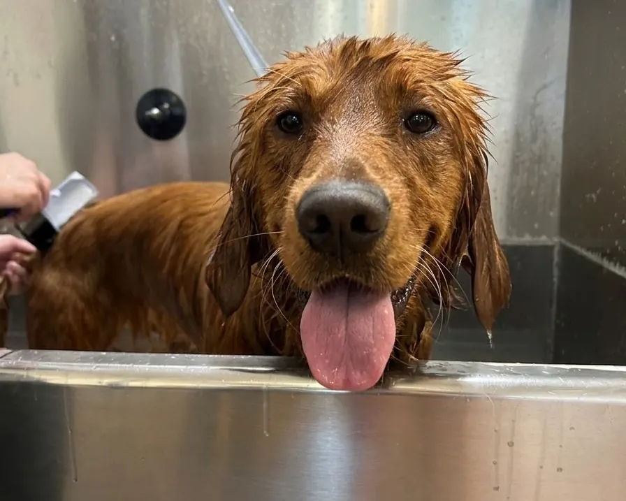 A wet red setter grinning over the edge of the stainless grooming tub.