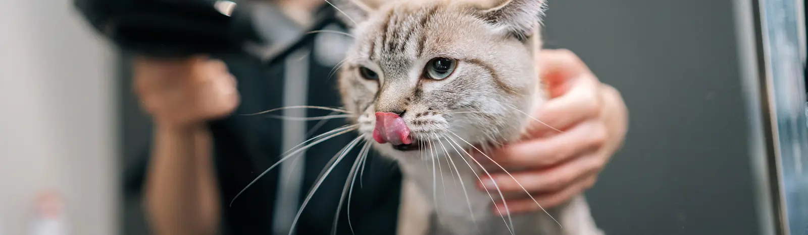 A cat being blow-dried gently after its groom, licking its nose.