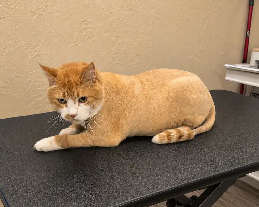 A ginger cat resting on the grooming table after a shave-down.