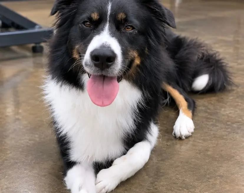 An Australian shepherd lying on the salon floor with a glossy, de-shedded coat.