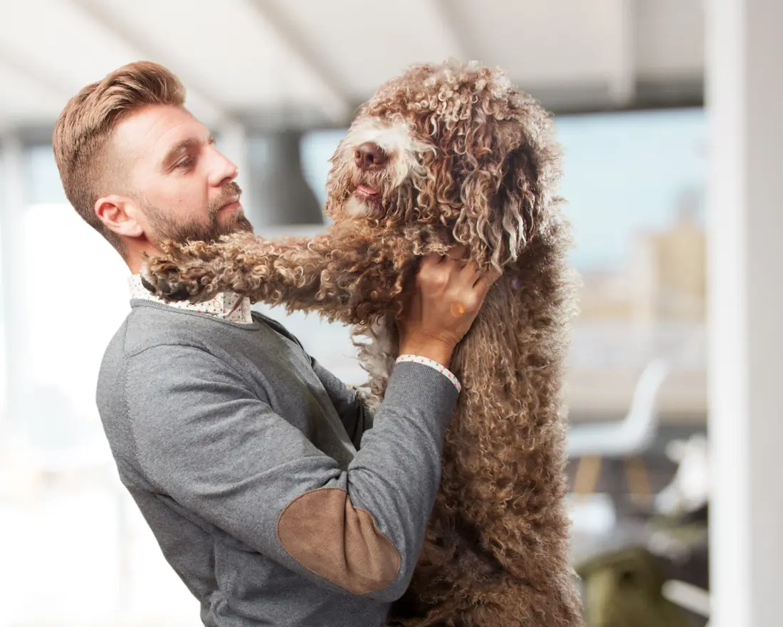 An owner lifting a curly-coated water dog, coat loose and clean after a de-shed.