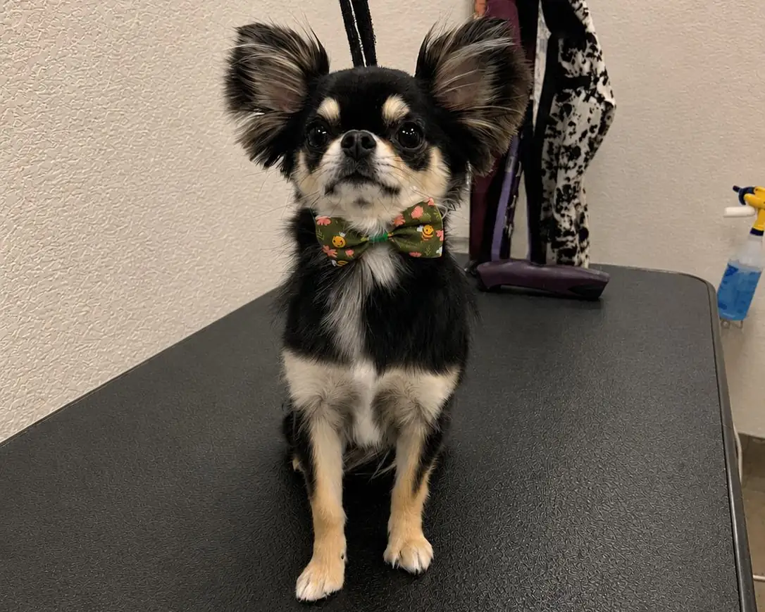 A long-coated chihuahua in a bow tie sitting on the grooming table.