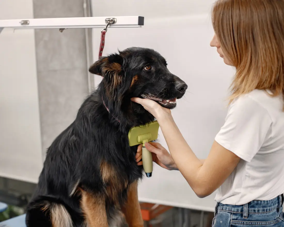 Kaylie brushing out a black and tan shepherd on the grooming table.