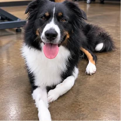 An Australian shepherd resting on the salon floor with a bright, de-shedded coat.