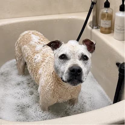A short-coated dog covered in suds standing in the grooming tub.