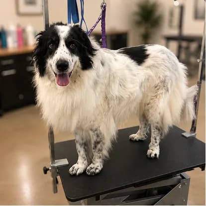 A black and white double-coated dog standing on the table before its de-shedding treatment.