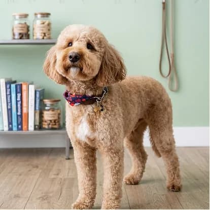 A cream goldendoodle standing in front of a bookshelf after a full groom.