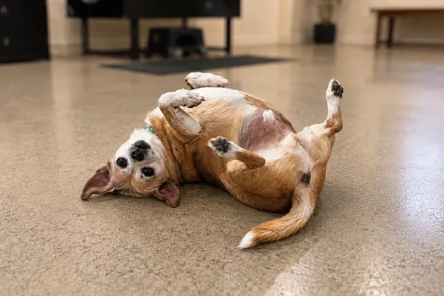 A tan and white dog rolling happily on its back on the salon floor after a sanitary groom.