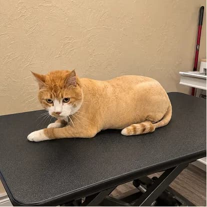 An orange cat resting on the table after a lion-cut shave-down.