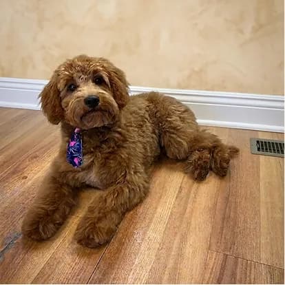 A red goldendoodle lying on a wooden floor after a full groom, wearing a patterned collar.