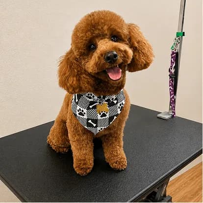 A red poodle in a paw-print bandana sitting on the grooming table.