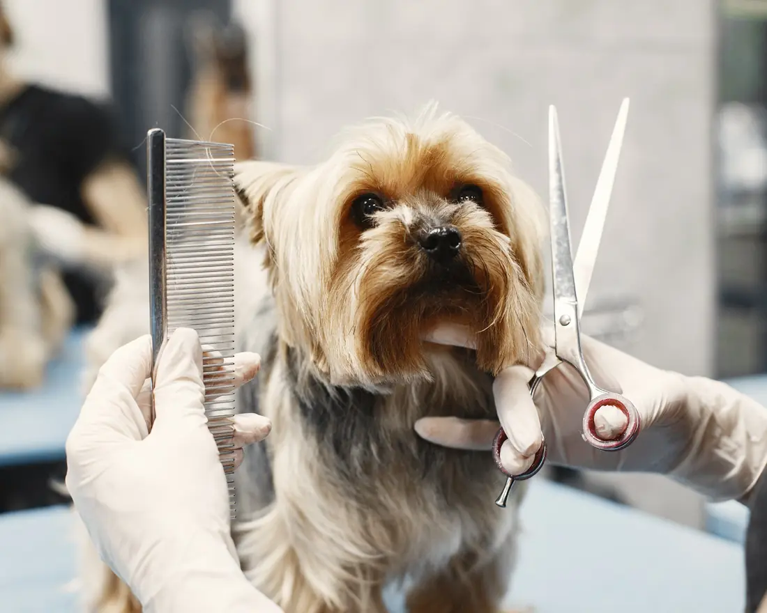 A yorkshire terrier being comb-and-scissor trimmed around the face.