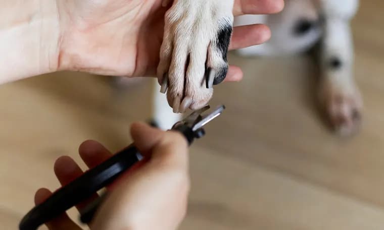 A close-up of a nail trim in progress on a spotted dog’s paw.