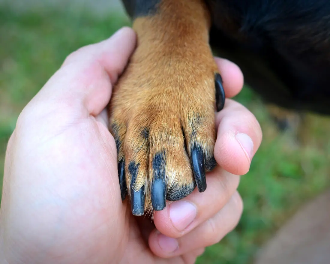 A dog’s paw resting in a person’s hand, nails freshly trimmed.