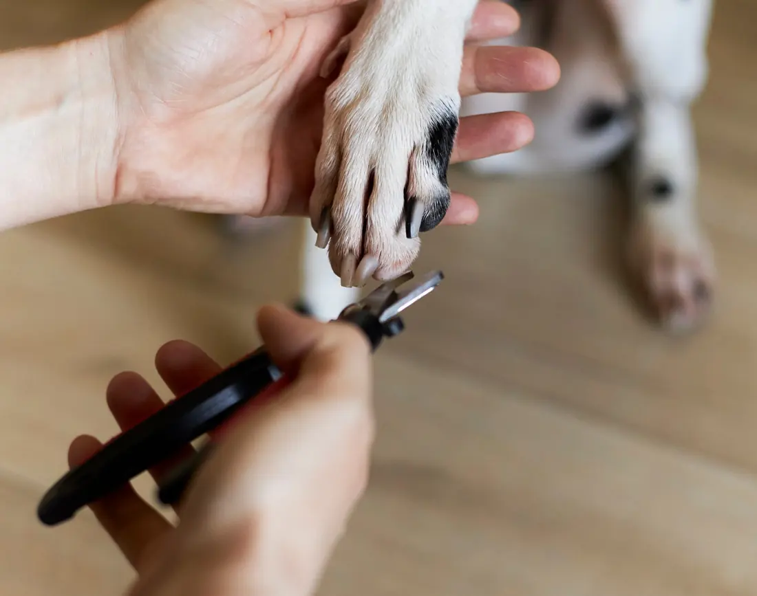 A dalmatian’s paw held gently while its nails are clipped.