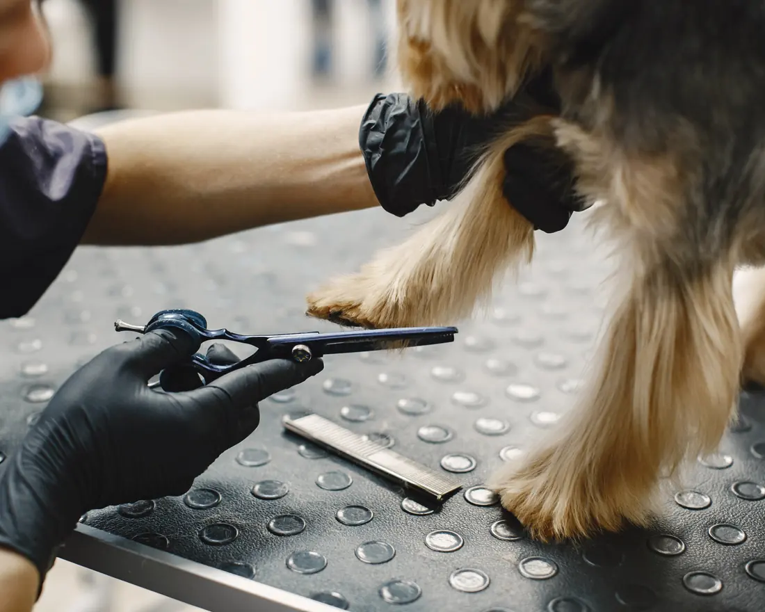 A groomer in black gloves trimming the paw hair of a yorkshire terrier.