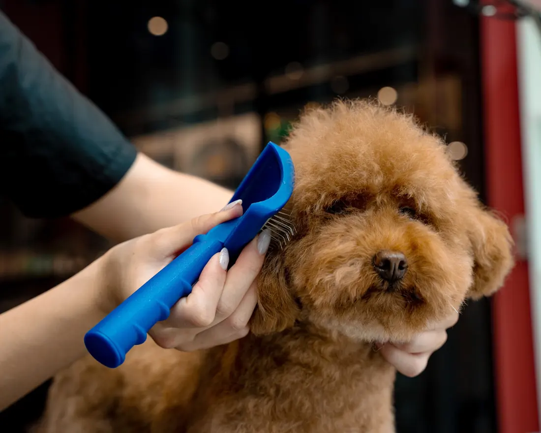 A small red poodle being gently brushed around the face with a slicker brush.