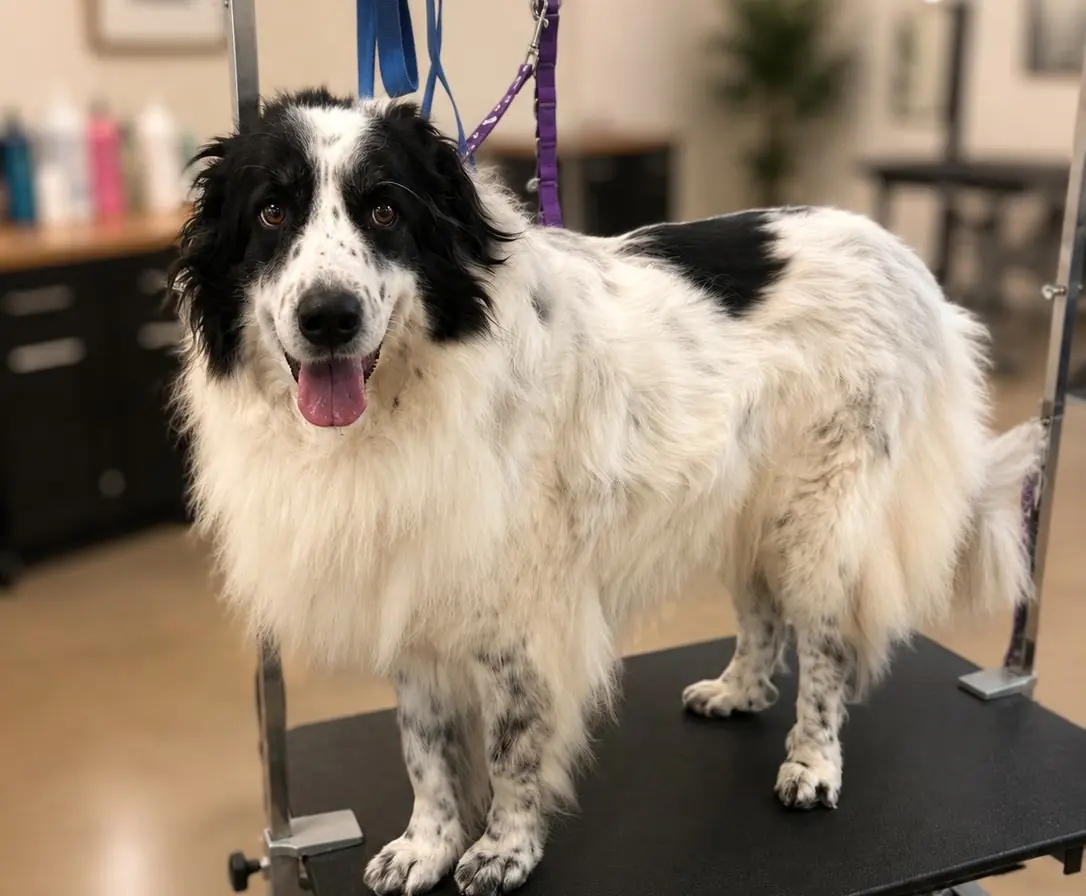 A long-coated black and white dog standing calmly on the grooming table in the salon.