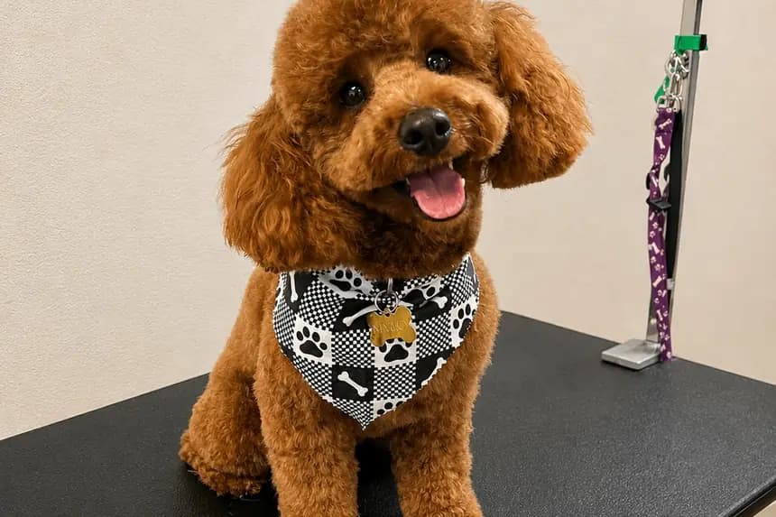 A red poodle in a patterned bandana sitting on the grooming table.