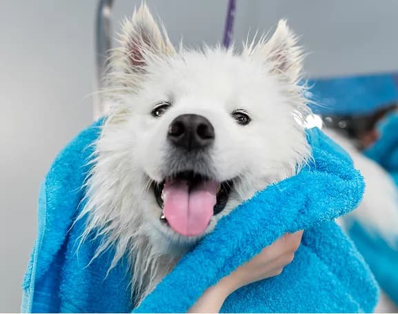 A freshly bathed white spitz wrapped in a bright blue towel, tongue out and happy.